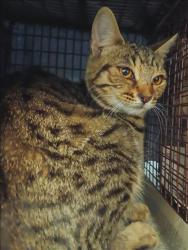 Shelter Stray Female Cat last seen , 1850 W 60th St, Los Angeles, CA 90047, USA