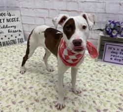 Shelter Stray Female Dog last seen Near BLOCK NEFF AVE, DETROIT MI 48224, 7401 Chrysler Dr, Detroit, MI 48211, USA