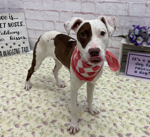 Shelter Stray Female Dog last seen Near BLOCK NEFF AVE, DETROIT MI 48224, 7401 Chrysler Dr, Detroit, MI 48211, USA