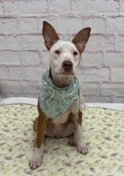 Shelter Stray Female Dog last seen Near BLOCK NEFF AVE, DETROIT MI 48224, 7401 Chrysler Dr, Detroit, MI 48211, USA