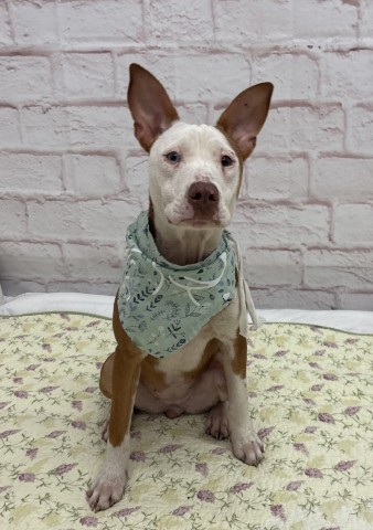 Shelter Stray Female Dog last seen Near BLOCK NEFF AVE, DETROIT MI 48224, 7401 Chrysler Dr, Detroit, MI 48211, USA