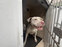 Shelter Stray Female Dog last seen Near BLOCK ASBURY PARK, DETROIT, MI 48235, 7401 Chrysler Dr, Detroit, MI 48211, USA