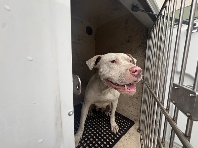 Shelter Stray Female Dog last seen Near BLOCK ASBURY PARK, DETROIT, MI 48235, 7401 Chrysler Dr, Detroit, MI 48211, USA