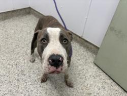 Shelter Stray Male Dog last seen Near BLOCK ASBURY PARK, DETROIT, MI 48235, 7401 Chrysler Dr, Detroit, MI 48211, USA