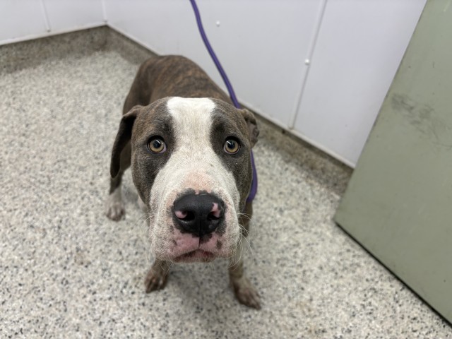 Shelter Stray Male Dog last seen Near BLOCK ASBURY PARK, DETROIT, MI 48235, 7401 Chrysler Dr, Detroit, MI 48211, USA