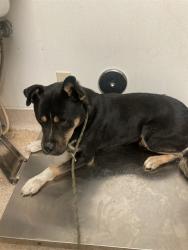 Shelter Stray Male Dog last seen Near BLOCK GLENDOWER AVE, EDWARDS CA 93523, 3951 Fruitvale Ave, Bakersfield, CA 93308, USA
