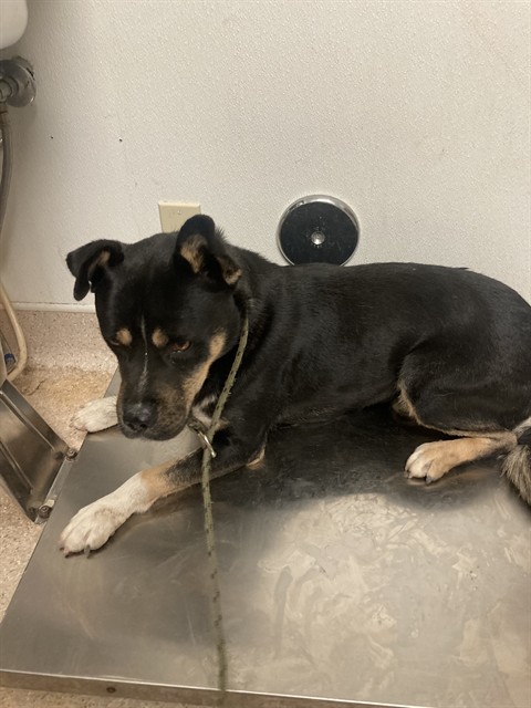 Shelter Stray Male Dog last seen Near BLOCK GLENDOWER AVE, EDWARDS CA 93523, 3951 Fruitvale Ave, Bakersfield, CA 93308, USA