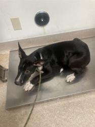 Shelter Stray Male Dog last seen Near BLOCK M ST, MOJAVE CA 93501, 3951 Fruitvale Ave, Bakersfield, CA 93308, USA