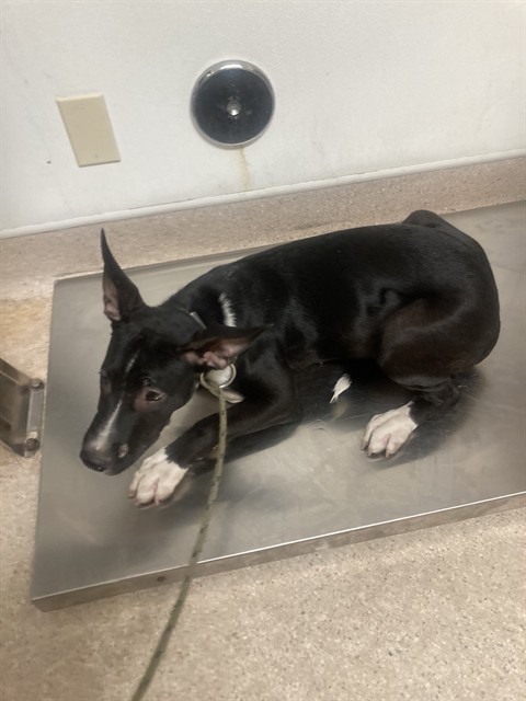 Shelter Stray Male Dog last seen Near BLOCK M ST, MOJAVE CA 93501, 3951 Fruitvale Ave, Bakersfield, CA 93308, USA