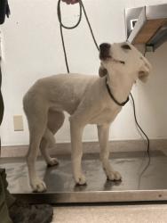 Shelter Stray Female Dog last seen Near BLOCK 60TH ST W, ROSAMOND CA 93560, 3951 Fruitvale Ave, Bakersfield, CA 93308, USA