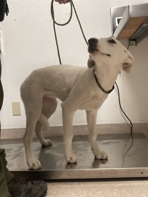 Shelter Stray Female Dog last seen Near BLOCK 60TH ST W, ROSAMOND CA 93560, 3951 Fruitvale Ave, Bakersfield, CA 93308, USA