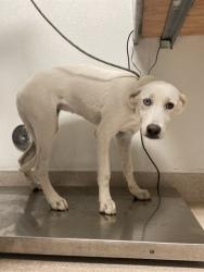 Shelter Stray Female Dog last seen Near BLOCK 60TH ST W, ROSAMOND CA 93560, 3951 Fruitvale Ave, Bakersfield, CA 93308, USA