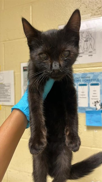 Shelter Stray Male Cat last seen 8TH AVE & SAN CARLOS WAY, 2127 Front St, Sacramento, CA 95818, USA