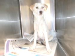 Shelter Stray Female Dog last seen , 14409 Vanowen St, Van Nuys, CA 91405, USA