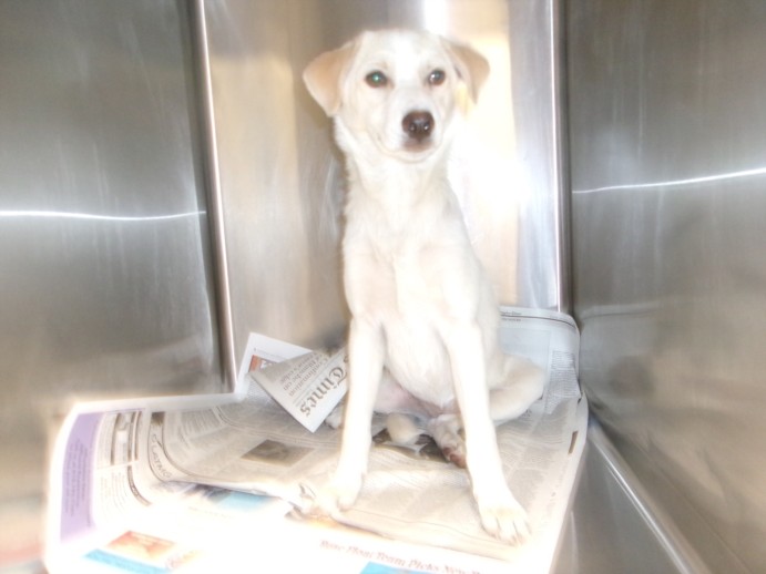 Shelter Stray Female Dog last seen , 14409 Vanowen St, Van Nuys, CA 91405, USA