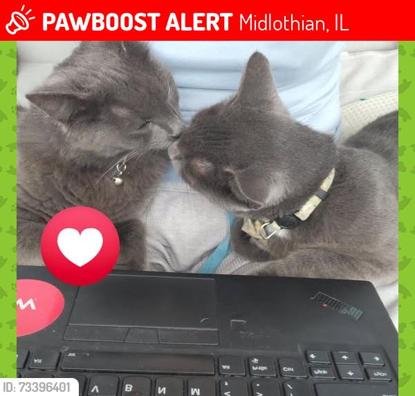 Lost Male Cat last seen 152nd and ridgeway, Midlothian, IL 60445