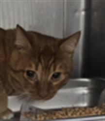 Shelter Stray Male Cat last seen , West Valley Animal Shelter, 20655 Plummer St, Chatsworth, CA 91311, USA