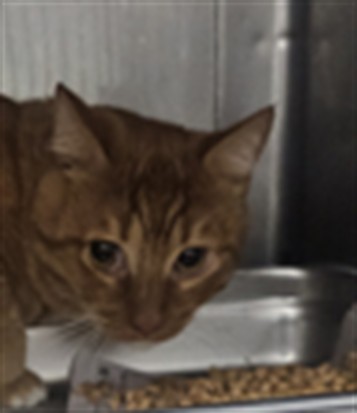 Shelter Stray Male Cat last seen , West Valley Animal Shelter, 20655 Plummer St, Chatsworth, CA 91311, USA