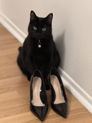 Lost Female Cat last seen Hennessy, Laval, QC 