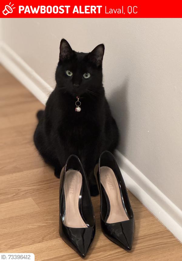 Lost Female Cat last seen Hennessy, Laval, QC 