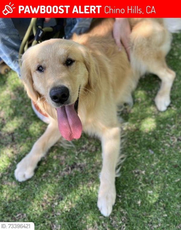 Lost Male Dog last seen Olympic View Dr. Near Calle San Marcos Park, Chino Avenue or Grand Avenue, Chino Hills, CA 91709
