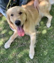 Lost Male Dog last seen Olympic View Dr. Near Calle San Marcos Park, Chino Avenue or Grand Avenue, Chino Hills, CA 91709