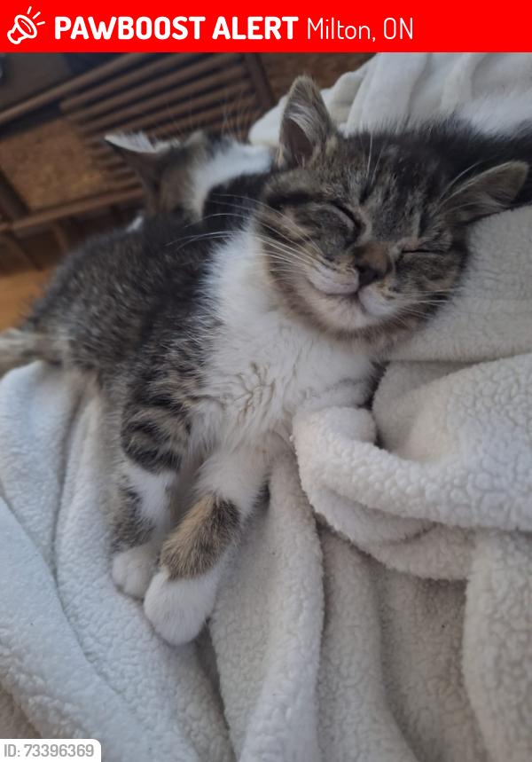 Lost Female Cat last seen Near Maple and Thompson, Milton, ON 