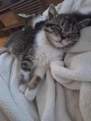 Lost Female Cat last seen Near Maple and Thompson, Milton, ON 