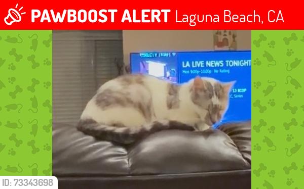 Lost Male Cat last seen Monterey drive, myrtle st. 2 blks north of pch, Laguna Beach, CA 92651