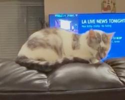 Lost Male Cat last seen Monterey drive, myrtle st. 2 blks north of pch, Laguna Beach, CA 92651