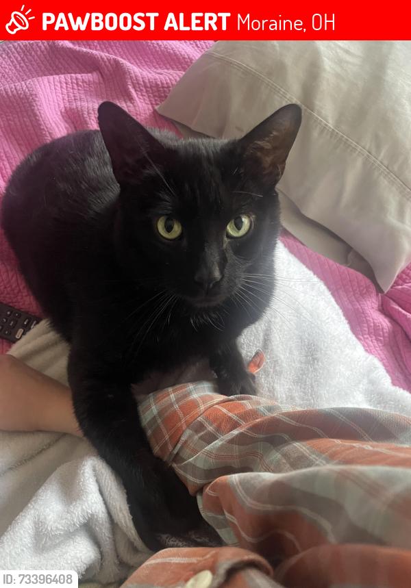 Lost Male Cat last seen Dryden Rd and Arbor Blvd, near the Red Roof Inn, Moraine, OH 45439