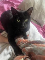 Lost Male Cat last seen Dryden Rd and Arbor Blvd, near the Red Roof Inn, Moraine, OH 45439