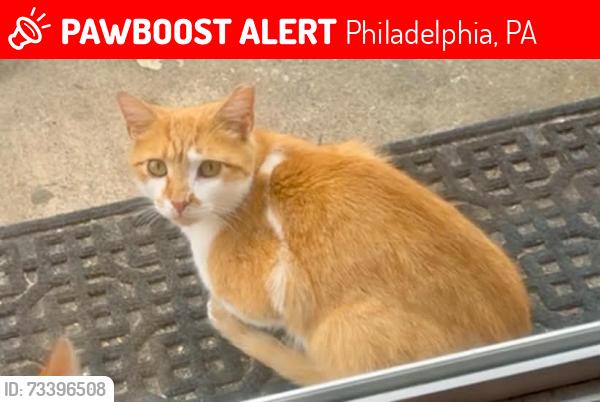 Lost Female Cat last seen Emerson, Philadelphia, PA 19152
