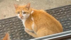 Lost Female Cat last seen Emerson, Philadelphia, PA 19152