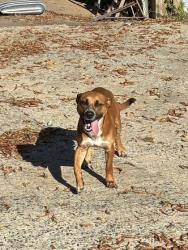 Shelter Stray Male Dog last seen Near Bud Black RD, County/Unicorporated, NC, 1491 Business Park Ct, Gastonia, NC 28052, USA