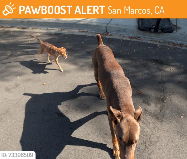 Found/Stray Male Dog last seen Near Tesoro Ave, San Marcos, CA 92069