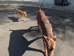 Found/Stray Male Dog last seen Near Tesoro Ave, San Marcos, CA 92069