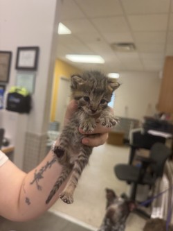 Shelter Stray Female Cat last seen Bruton Park, 75149, TX, 1650 Gross Rd, Mesquite, TX 75149, USA
