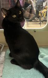 Shelter Stray Female Cat last seen Near Clanton Terrace, 30034, GA, 3280 Chamblee Dunwoody Rd, Chamblee, GA 30341, USA