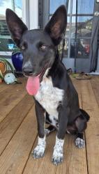 Shelter Stray Female Dog last seen Near Brisa Del Mar, CITY of El Paso, TX, 5001 Fred Wilson Ave, El Paso, TX 79906, USA