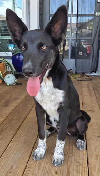 Shelter Stray Female Dog last seen Near Brisa Del Mar, CITY of El Paso, TX, 5001 Fred Wilson Ave, El Paso, TX 79906, USA