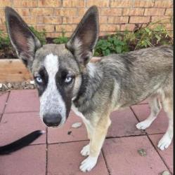 Shelter Stray Male Dog last seen Near Brisa Del Mar, CITY of El Paso, TX, 5001 Fred Wilson Ave, El Paso, TX 79906, USA