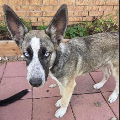 Shelter Stray Male Dog last seen Near Brisa Del Mar, CITY of El Paso, TX, 5001 Fred Wilson Ave, El Paso, TX 79906, USA