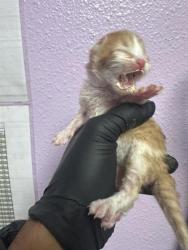 Shelter Stray Unknown Cat last seen Near Pebble Hills Blvd, CITY of El Paso, TX, 5001 Fred Wilson Ave, El Paso, TX 79906, USA