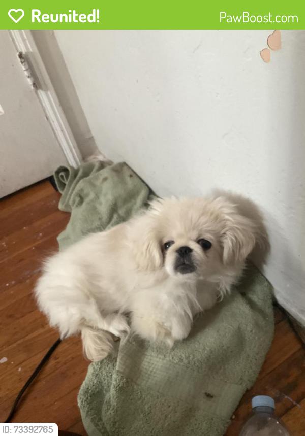 Reunited Male Dog last seen 48th and Lyon, San Diego, CA 92102