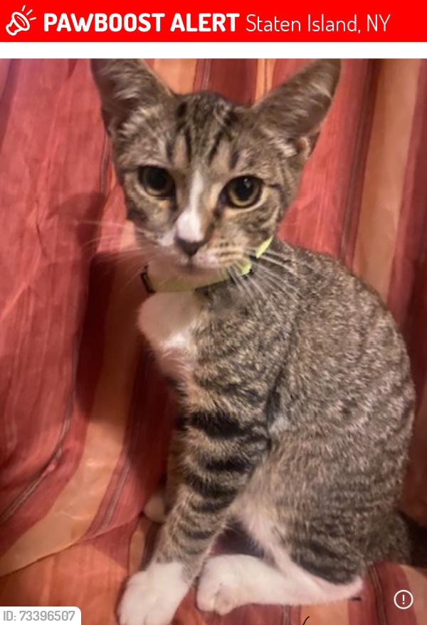 Lost Male Cat last seen Broadway and Cary, Staten Island, NY 10310