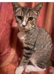 Lost Male Cat last seen Broadway and Cary, Staten Island, NY 10310
