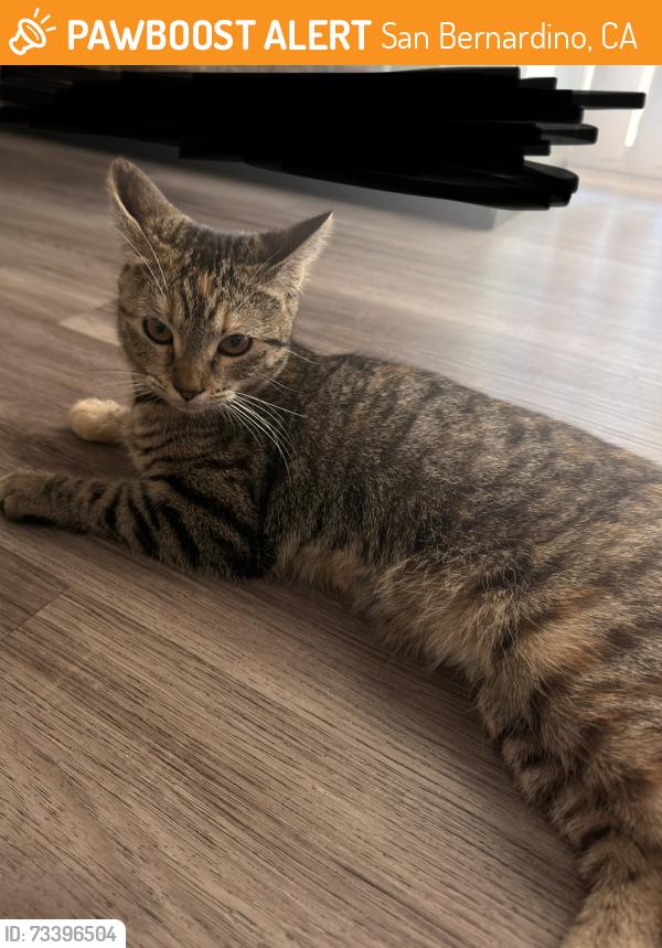 Found/Stray Female Cat last seen Near Dwight Way, San Bernardino, CA 92404