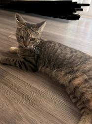 Found/Stray Female Cat last seen Near Dwight Way, San Bernardino, CA 92404