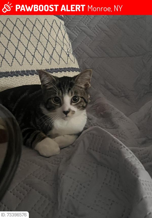 Lost Male Cat last seen Lisa Ln, Monroe, NY 10950